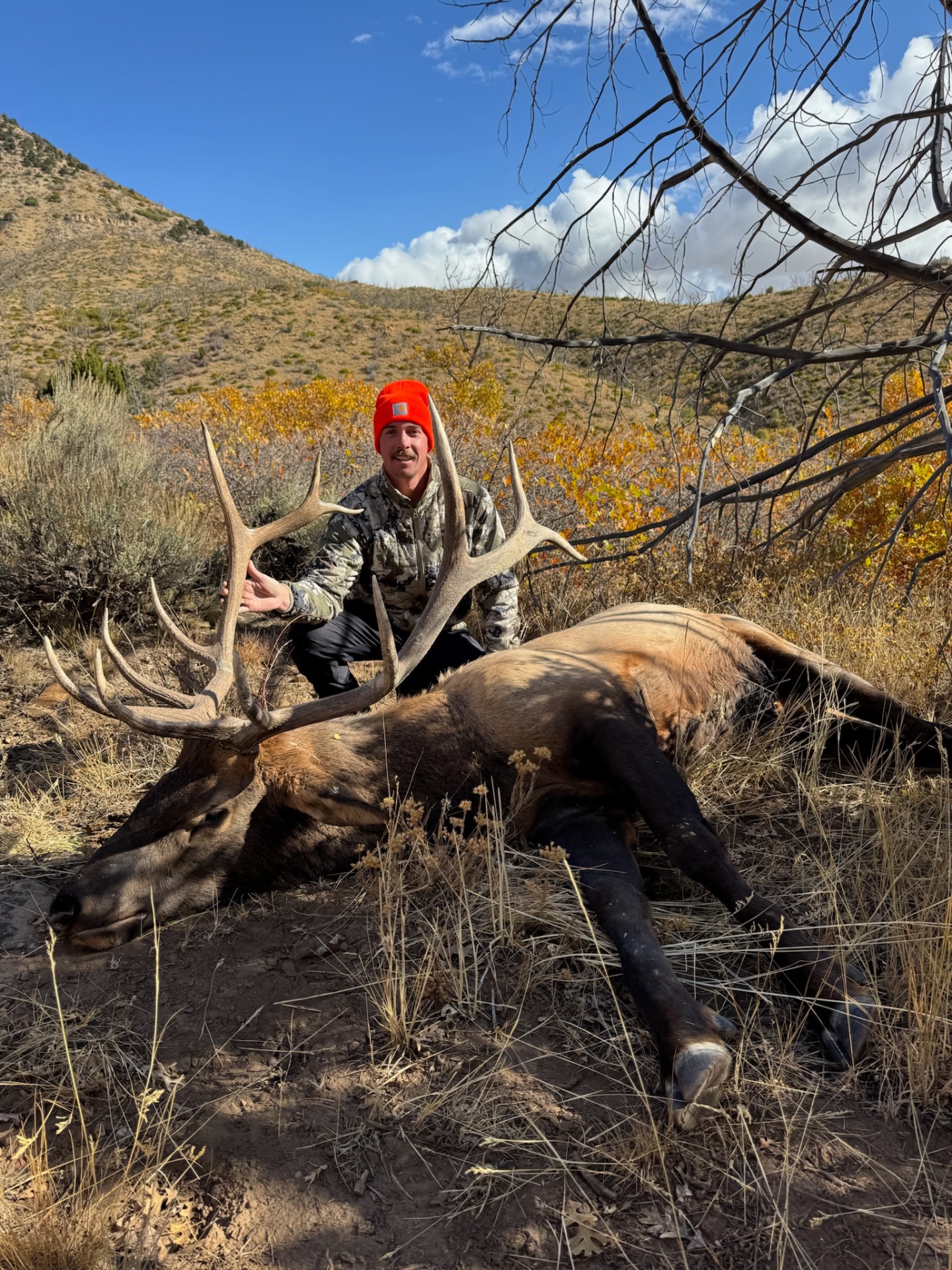 Jake Brad and I were able to glass up this pretty bull. We called him "mini six" due to his number of points but small size. He was taken on the morning of opening day. We watched him climb a couple ridges and follow the canyon to right below us where we made a quick decent and a great shot on him.