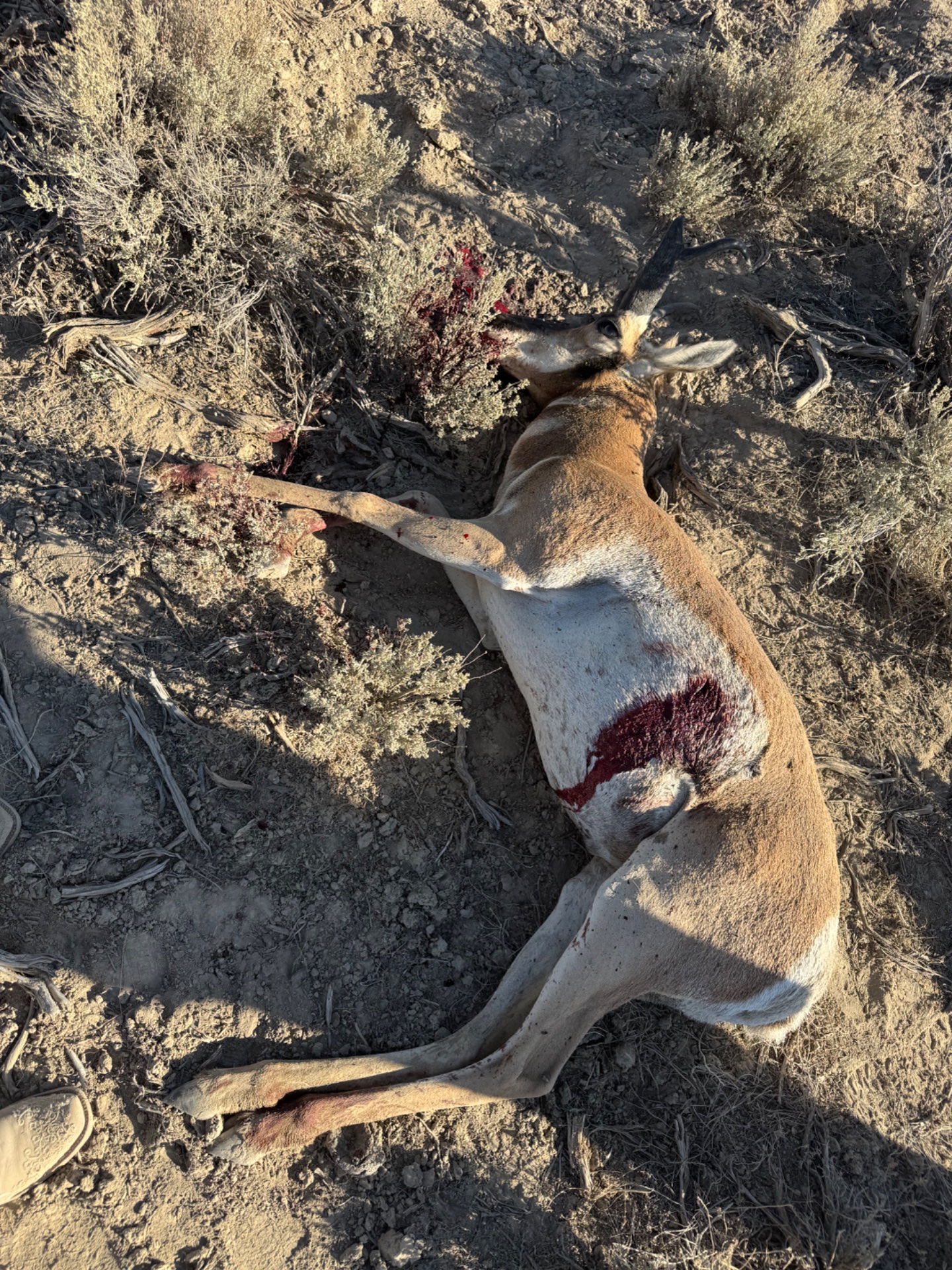Madi and I spent 20+ Hrs in the blind over this water. He gave us the slip one time but we got him the 2nd. Such a pretty smart animal. If it wasn’t archery I think I would have enjoyed more spot n stalk.